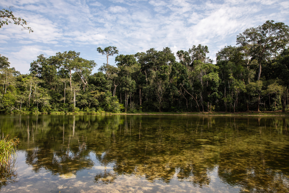 Forest Peru