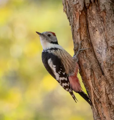 bird