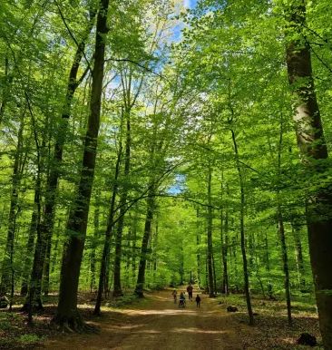 trees