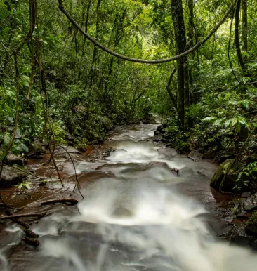 forest image