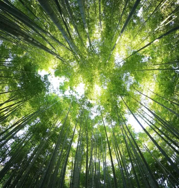 kazuend unsplash forest image