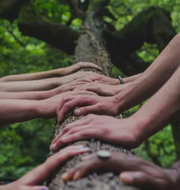 Proxy_forest
