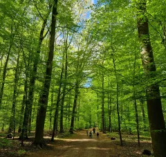 trees