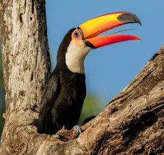 panama bird image