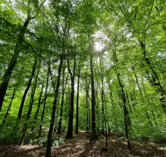 trees image
