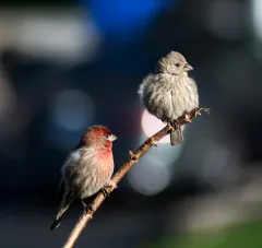 rusty watson bird images