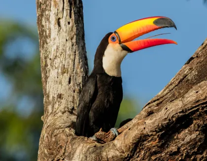 panama bird image