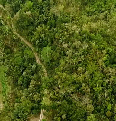 Indonesian forest 