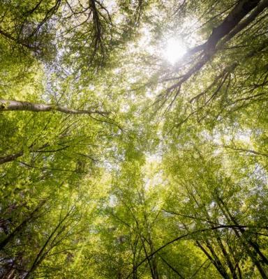 canopy