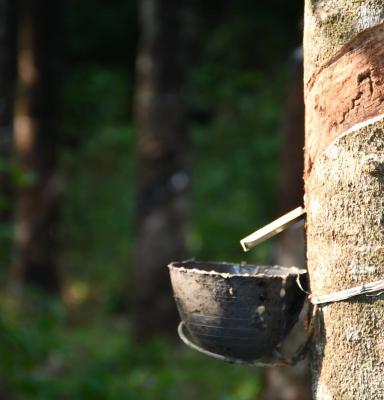 Natural Rubber  Forest Stewardship Council