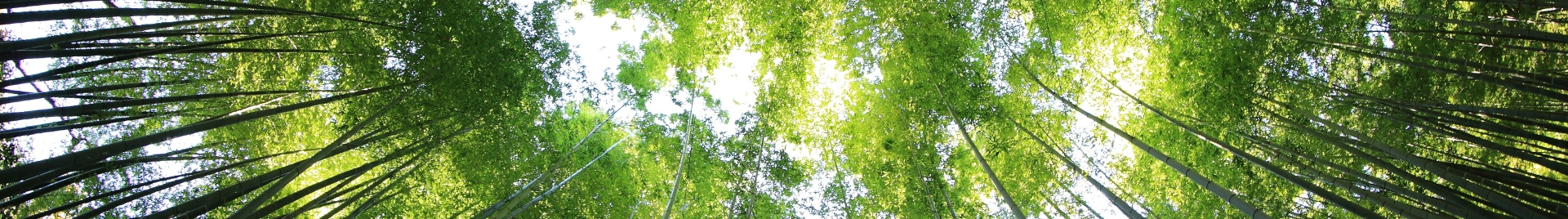 kazuend unsplash forest image
